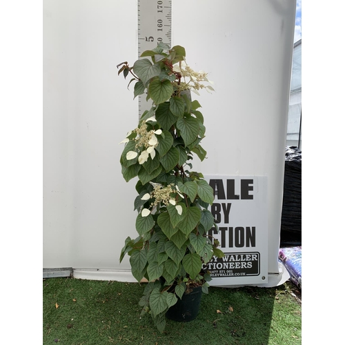 197 - A SCHIZOPHRAGMA HYDRANGEOIDES MOONLIGHT IN A 7.5 LTR POT 150CM TALL PLUS VAT