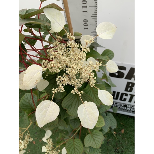 197 - A SCHIZOPHRAGMA HYDRANGEOIDES MOONLIGHT IN A 7.5 LTR POT 150CM TALL PLUS VAT