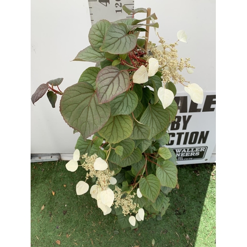 197 - A SCHIZOPHRAGMA HYDRANGEOIDES MOONLIGHT IN A 7.5 LTR POT 150CM TALL PLUS VAT