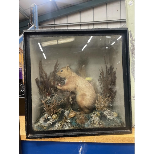 60 - A TAXIDERMY SQUIRREL IN A GLAZED WOODEN BOX IN HABITAT WITH FOLIAGE, NUTS, SNAILS, ETC., 13 X 13 X 7... 