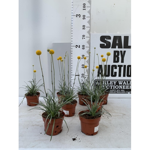 9 - EIGHT CRASPEDIA GLOBOSA YELLOW GOLF BEAUTY IN 1 LTR POTS ON A TRAY APPROX  50-60CM IN HEIGHT PLUS VA... 