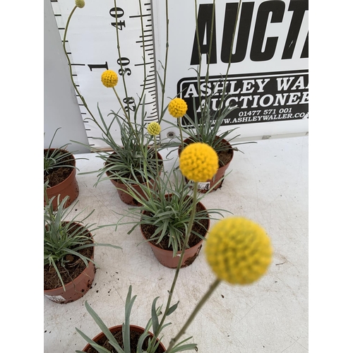 9 - EIGHT CRASPEDIA GLOBOSA YELLOW GOLF BEAUTY IN 1 LTR POTS ON A TRAY APPROX  50-60CM IN HEIGHT PLUS VA... 