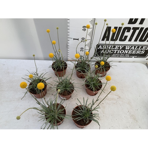 9 - EIGHT CRASPEDIA GLOBOSA YELLOW GOLF BEAUTY IN 1 LTR POTS ON A TRAY APPROX  50-60CM IN HEIGHT PLUS VA... 