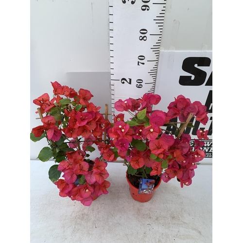 194 - TWO BOUGAINVILLEA DANIA DEEP PINK ON A TRELLIS, 2 LTR POTS HEIGHT 70CM. PATIO READY TO BE SOLD FOR T... 