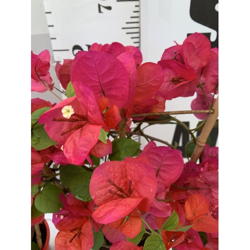 194 - TWO BOUGAINVILLEA DANIA DEEP PINK ON A TRELLIS, 2 LTR POTS HEIGHT 70CM. PATIO READY TO BE SOLD FOR T... 