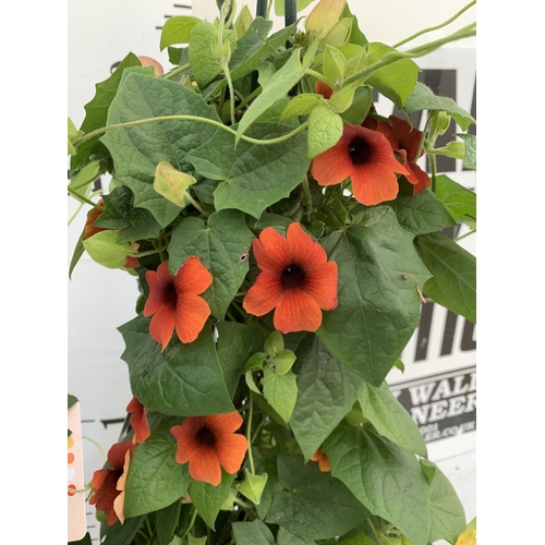 4 - TWO BLACK-EYED SUSAN THUNBERGIA ALATA DEEP ORANGE IN 3 LTR POTS APPROX 80CM IN HEIGHT PLUS VAT TO BE... 