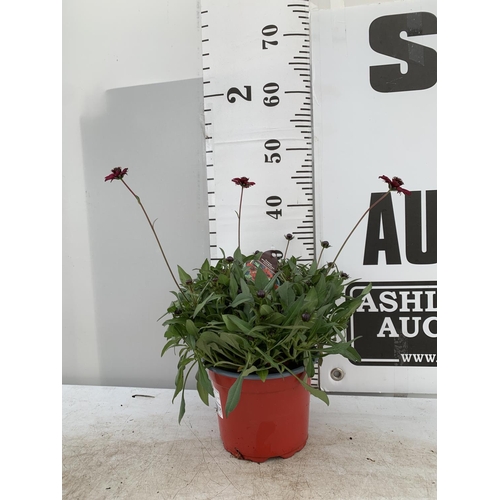 190 - THREE COSMOS ATROS CHOCCO MOCHA IN 3 LTR POTS APPROX 40CM IN HEIGHT PLUS VAT TO BE SOLD FOR THE THRE... 