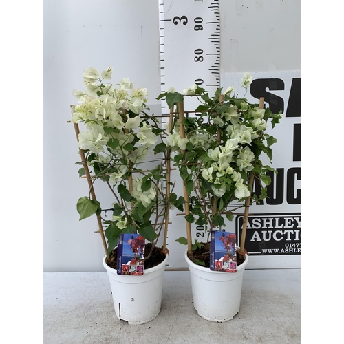 3 - TWO BOUGAINVILLEA DANIA WHITE ON A TRELLIS, 2 LTR POTS HEIGHT 70CM. PATIO READY TO BE SOLD FOR THE T... 