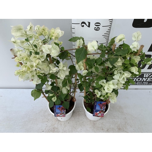 3 - TWO BOUGAINVILLEA DANIA WHITE ON A TRELLIS, 2 LTR POTS HEIGHT 70CM. PATIO READY TO BE SOLD FOR THE T... 