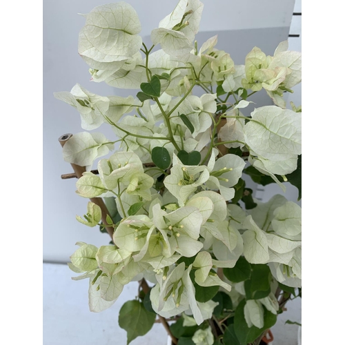 3 - TWO BOUGAINVILLEA DANIA WHITE ON A TRELLIS, 2 LTR POTS HEIGHT 70CM. PATIO READY TO BE SOLD FOR THE T... 