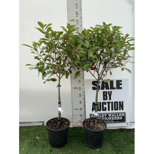 12 - A PAIR OF STANDARD PHOTINIA FRASERI RED ROBIN TREES 140CM TALL IN A 10 LTR POT TO BE SOLD FOR THE PA... 