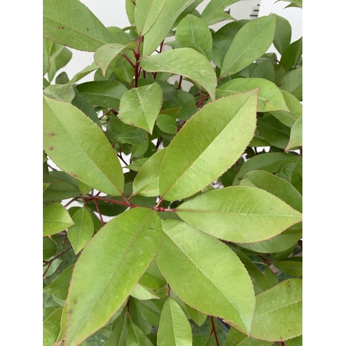 12 - A PAIR OF STANDARD PHOTINIA FRASERI RED ROBIN TREES 140CM TALL IN A 10 LTR POT TO BE SOLD FOR THE PA... 