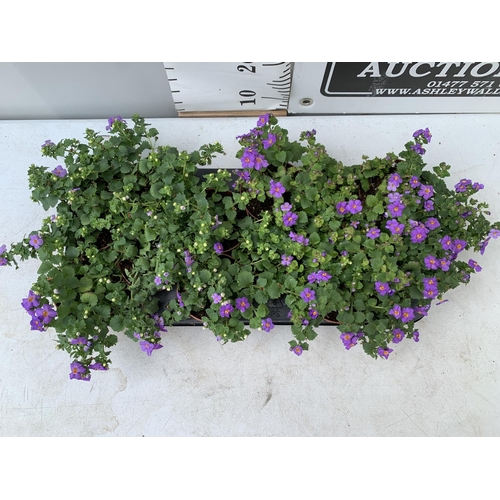 13 - TWELVE BACOPA SUTERA BLUE SHOWERS IN 1 LTR POTS ON A TRAY TO BE SOLD FOR THE TWELVE PLUS VAT