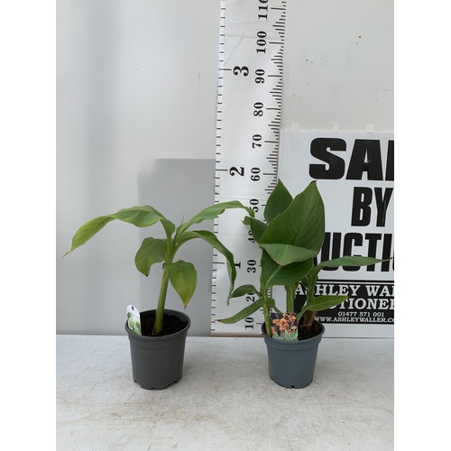 14 - MIXED LOT OF ONE CANNA PRETORIA AND ONE MUSA BANANA PLANT APPROX 50-60CM HEIGHT IN 2 LTR POTS NO VAT... 