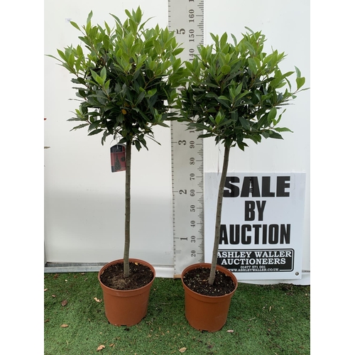 160 - A PAIR OF STANDARD BAY TREES LAURUS NOBILIS IN 10 LTR POTS APPROX 150CM IN HEIGHT TO BE SOLD FOR THE... 