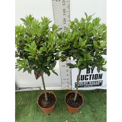 160 - A PAIR OF STANDARD BAY TREES LAURUS NOBILIS IN 10 LTR POTS APPROX 150CM IN HEIGHT TO BE SOLD FOR THE... 