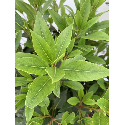 160 - A PAIR OF STANDARD BAY TREES LAURUS NOBILIS IN 10 LTR POTS APPROX 150CM IN HEIGHT TO BE SOLD FOR THE... 