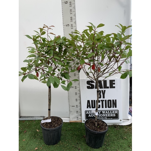 161 - A PAIR OF STANDARD PHOTINIA FRASERI RED ROBIN TREES 150CM TALL IN A 10 LTR POT TO BE SOLD FOR THE PA... 