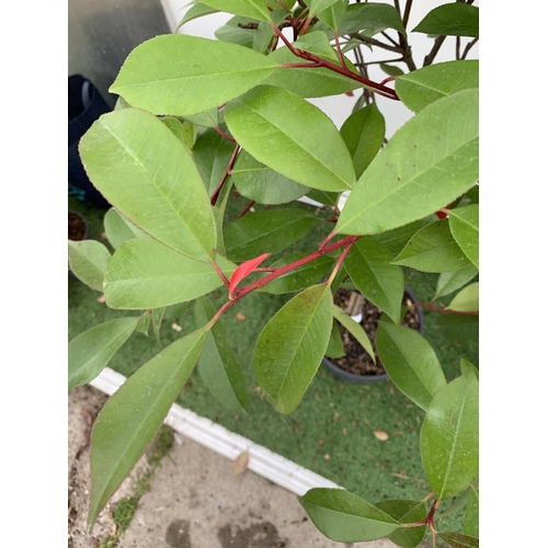 161 - A PAIR OF STANDARD PHOTINIA FRASERI RED ROBIN TREES 150CM TALL IN A 10 LTR POT TO BE SOLD FOR THE PA... 