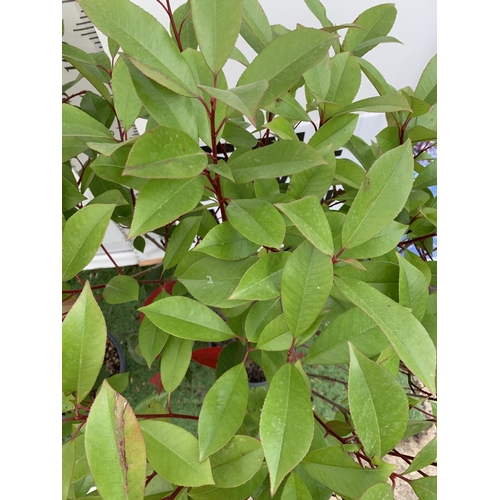 161 - A PAIR OF STANDARD PHOTINIA FRASERI RED ROBIN TREES 150CM TALL IN A 10 LTR POT TO BE SOLD FOR THE PA... 