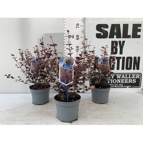 167 - THREE LOPHOMYRTUS RALPHII NEW ZEALAND MYRTLE  'BLACK PEARL' IN 2 LTR POTS HEIGHT APPROX 50CM TO BE S... 