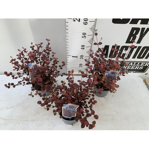 167 - THREE LOPHOMYRTUS RALPHII NEW ZEALAND MYRTLE  'BLACK PEARL' IN 2 LTR POTS HEIGHT APPROX 50CM TO BE S... 