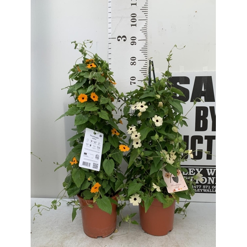 17 - TWO BLACK-EYED SUSAN THUNBERGIA ALATA ORANGE AND WHITE IN 3 LTR POTS APPROX 80CM IN HEIGHT PLUS VAT ... 