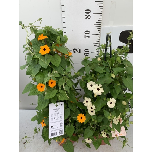 17 - TWO BLACK-EYED SUSAN THUNBERGIA ALATA ORANGE AND WHITE IN 3 LTR POTS APPROX 80CM IN HEIGHT PLUS VAT ... 