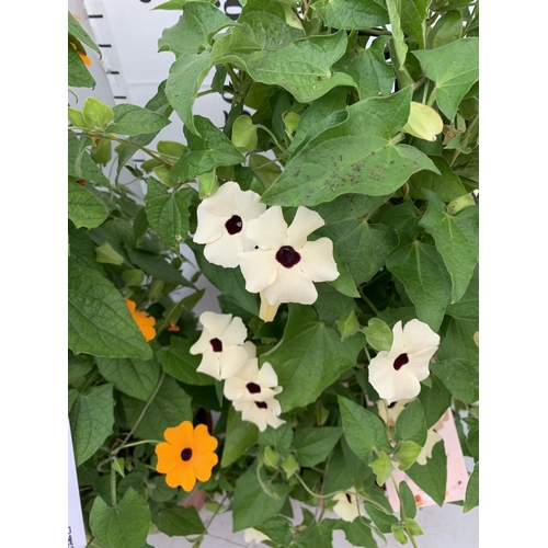 17 - TWO BLACK-EYED SUSAN THUNBERGIA ALATA ORANGE AND WHITE IN 3 LTR POTS APPROX 80CM IN HEIGHT PLUS VAT ... 