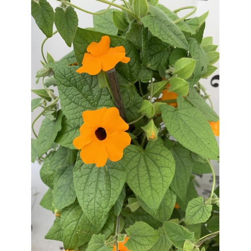 17 - TWO BLACK-EYED SUSAN THUNBERGIA ALATA ORANGE AND WHITE IN 3 LTR POTS APPROX 80CM IN HEIGHT PLUS VAT ... 