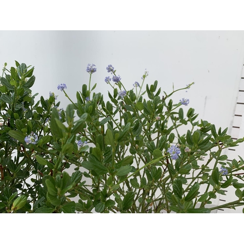 170 - TWO CEANOTHUS IMPRESSUS STANDARD TREES 'VICTORIA' IN FLOWER OVER A METRE IN HEIGHT IN 3 LTR POTS PLU... 