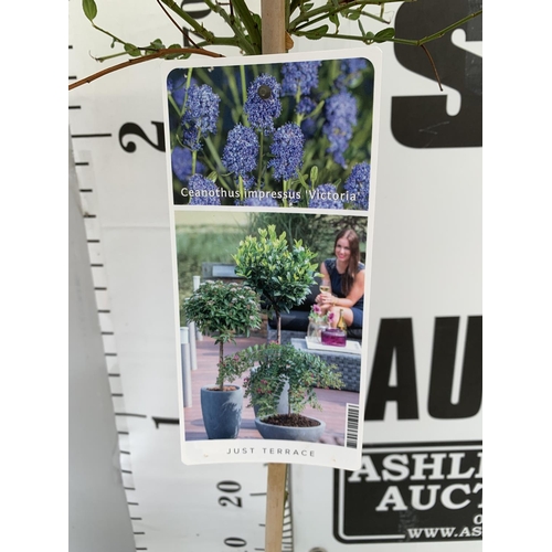 170 - TWO CEANOTHUS IMPRESSUS STANDARD TREES 'VICTORIA' IN FLOWER OVER A METRE IN HEIGHT IN 3 LTR POTS PLU... 