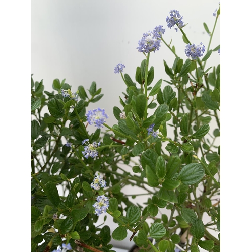 170 - TWO CEANOTHUS IMPRESSUS STANDARD TREES 'VICTORIA' IN FLOWER OVER A METRE IN HEIGHT IN 3 LTR POTS PLU... 