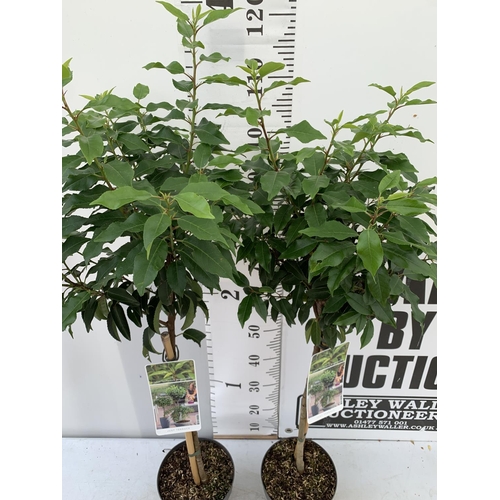 176 - TWO PRUNUS LUSITANICA 'AUGUSTFOLIA' STANDARD TREES APPROX 120CM IN HEIGHT IN 3 LTR POTS PLUS VAT TO ... 