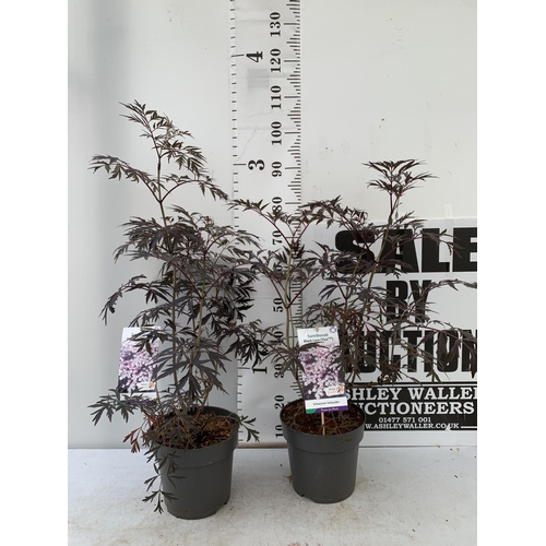 177 - TWO SAMBUCUS NIGRA BLACK LACE 'EVA' IN 5 LTR POTS 90-110CM IN HEIGHT PLUS VAT TO BE SOLD FOR THE TWO