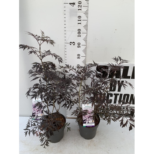 177 - TWO SAMBUCUS NIGRA BLACK LACE 'EVA' IN 5 LTR POTS 90-110CM IN HEIGHT PLUS VAT TO BE SOLD FOR THE TWO