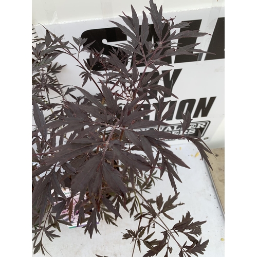 177 - TWO SAMBUCUS NIGRA BLACK LACE 'EVA' IN 5 LTR POTS 90-110CM IN HEIGHT PLUS VAT TO BE SOLD FOR THE TWO