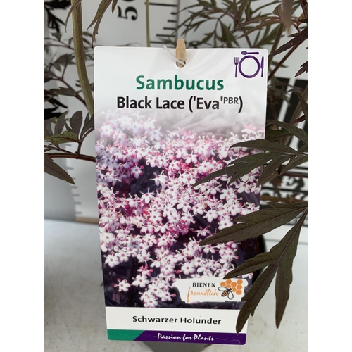 177 - TWO SAMBUCUS NIGRA BLACK LACE 'EVA' IN 5 LTR POTS 90-110CM IN HEIGHT PLUS VAT TO BE SOLD FOR THE TWO