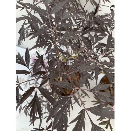 177 - TWO SAMBUCUS NIGRA BLACK LACE 'EVA' IN 5 LTR POTS 90-110CM IN HEIGHT PLUS VAT TO BE SOLD FOR THE TWO