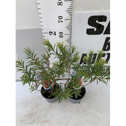 184 - TWO CALLISTEMON LAEVIS IN 2 LTR POTS 70CM IN HEIGHT PLUS VAT TO BE SOLD FOR THE TWO