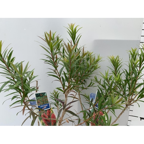 184 - TWO CALLISTEMON LAEVIS IN 2 LTR POTS 70CM IN HEIGHT PLUS VAT TO BE SOLD FOR THE TWO