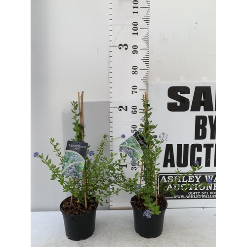 198 - TWO CEANOTHUS 'SKYLARK' IN 2 LTR POTS ON A PYRAMID FRAME APPROX 70CM IN HEIGHT PLUS VAT TO BE SOLD F... 