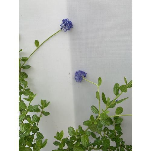 198 - TWO CEANOTHUS 'SKYLARK' IN 2 LTR POTS ON A PYRAMID FRAME APPROX 70CM IN HEIGHT PLUS VAT TO BE SOLD F... 