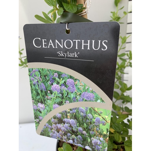 198 - TWO CEANOTHUS 'SKYLARK' IN 2 LTR POTS ON A PYRAMID FRAME APPROX 70CM IN HEIGHT PLUS VAT TO BE SOLD F... 