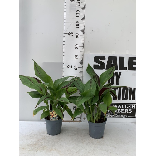 32 - TWO EXCLUSIVE VARIETY CANNA CLEOPATRA APPROX 60CM IN HEIGHT IN 2 LTR POTS PLUS VAT TO BE SOLD FOR TH... 