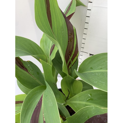 32 - TWO EXCLUSIVE VARIETY CANNA CLEOPATRA APPROX 60CM IN HEIGHT IN 2 LTR POTS PLUS VAT TO BE SOLD FOR TH... 