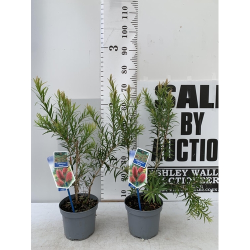 59 - TWO CALLISTEMON LAEVIS IN 2 LTR POTS 70CM IN HEIGHT PLUS VAT TO BE SOLD FOR THE TWO