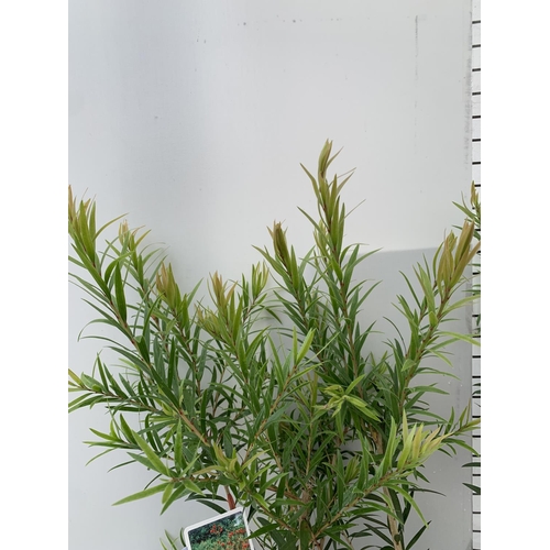 59 - TWO CALLISTEMON LAEVIS IN 2 LTR POTS 70CM IN HEIGHT PLUS VAT TO BE SOLD FOR THE TWO