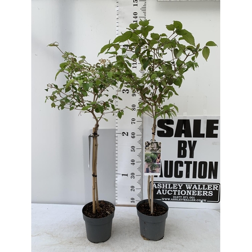 65 - TWO VIBURNUM PLICATUM 'WATANABE' STANDARD TREES APPROX 120-140CM IN HEIGHT IN 3 LTR POTS PLUS VAT TO... 