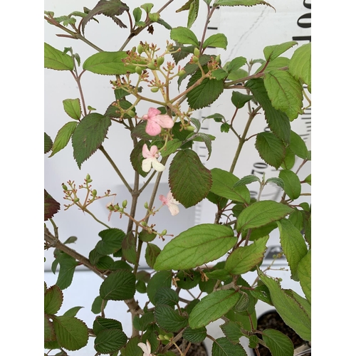 65 - TWO VIBURNUM PLICATUM 'WATANABE' STANDARD TREES APPROX 120-140CM IN HEIGHT IN 3 LTR POTS PLUS VAT TO... 